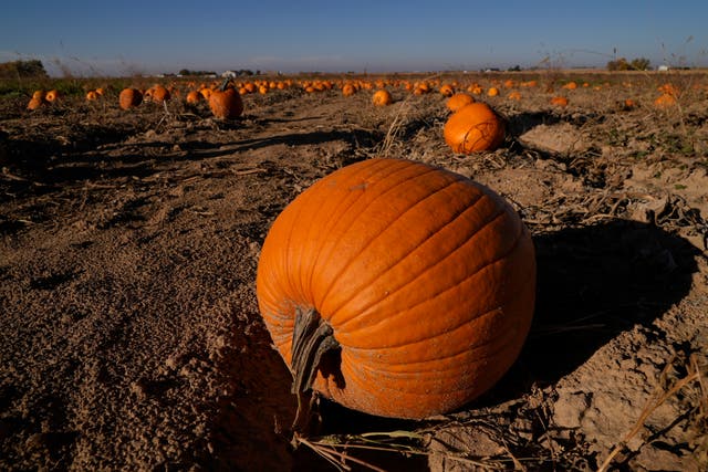 <p>Pumpkins sit in a field in Colorado last October. Pumpkins like this one can contribute to the global climate crisis after decomposing in landfills</p>