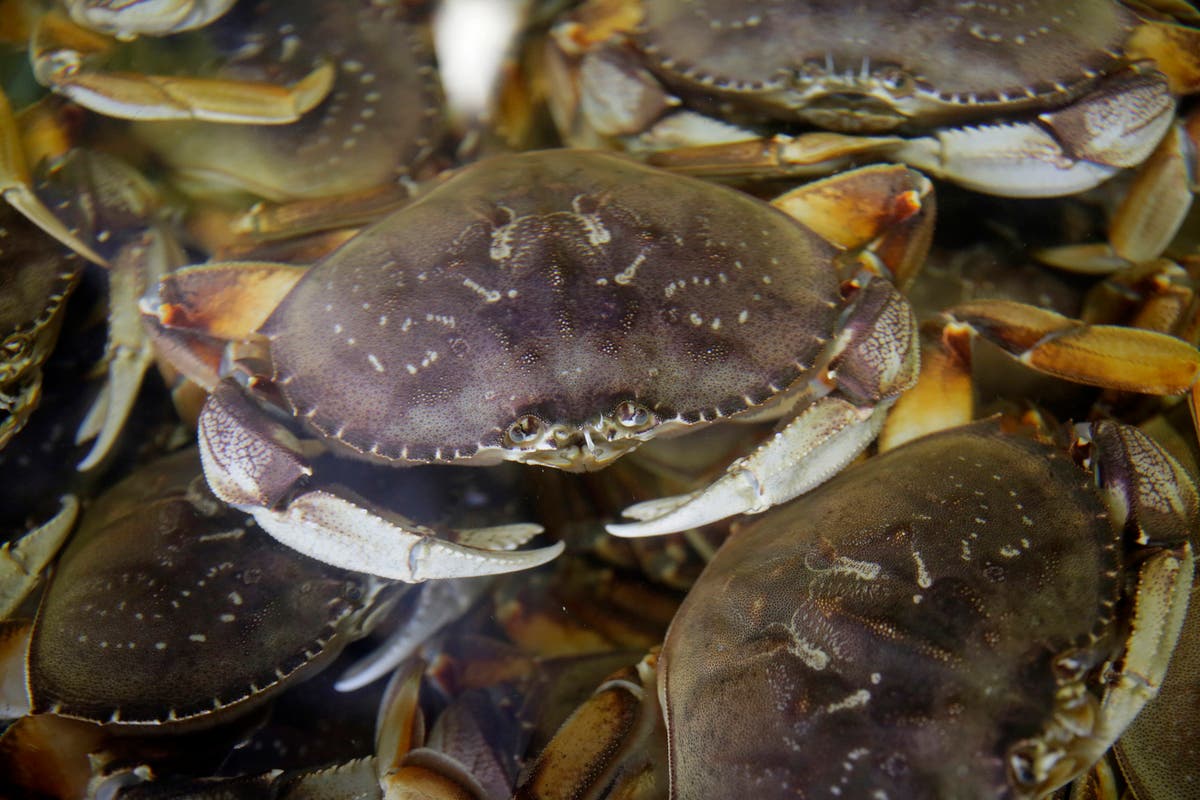 California's commercial Dungeness crab season delayed for the sixth year in a row to protect whales