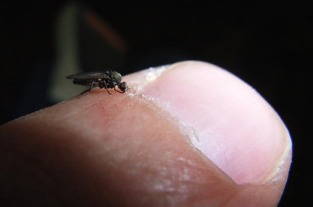 <p>Sandflies spread the parasitic disease through bites</p>