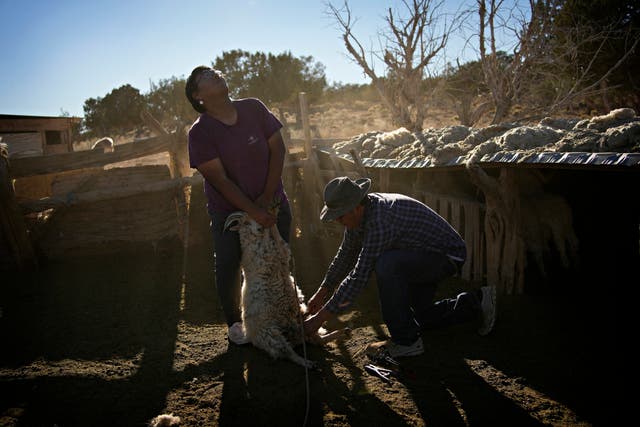 APTOPIX Climate Navajo Sheep
