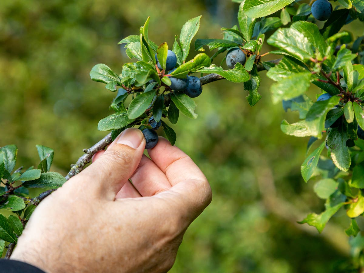 November foraging guide: The rules to follow, best foods to find and how to cook them