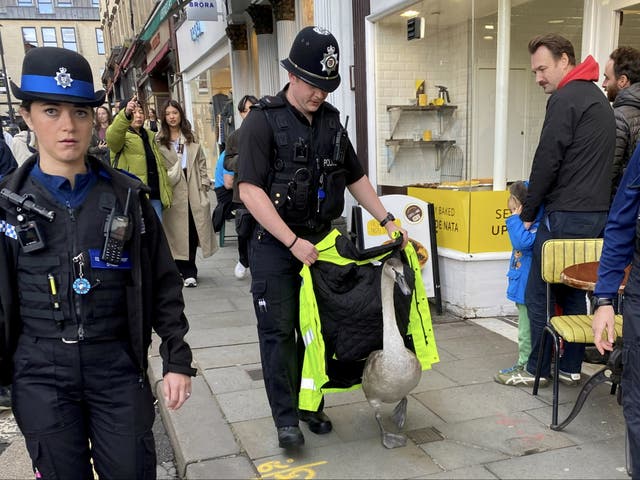 <p>A police officer and two community support officers guide a lost swan back to the river near Pulteney bridge in Bath</p>