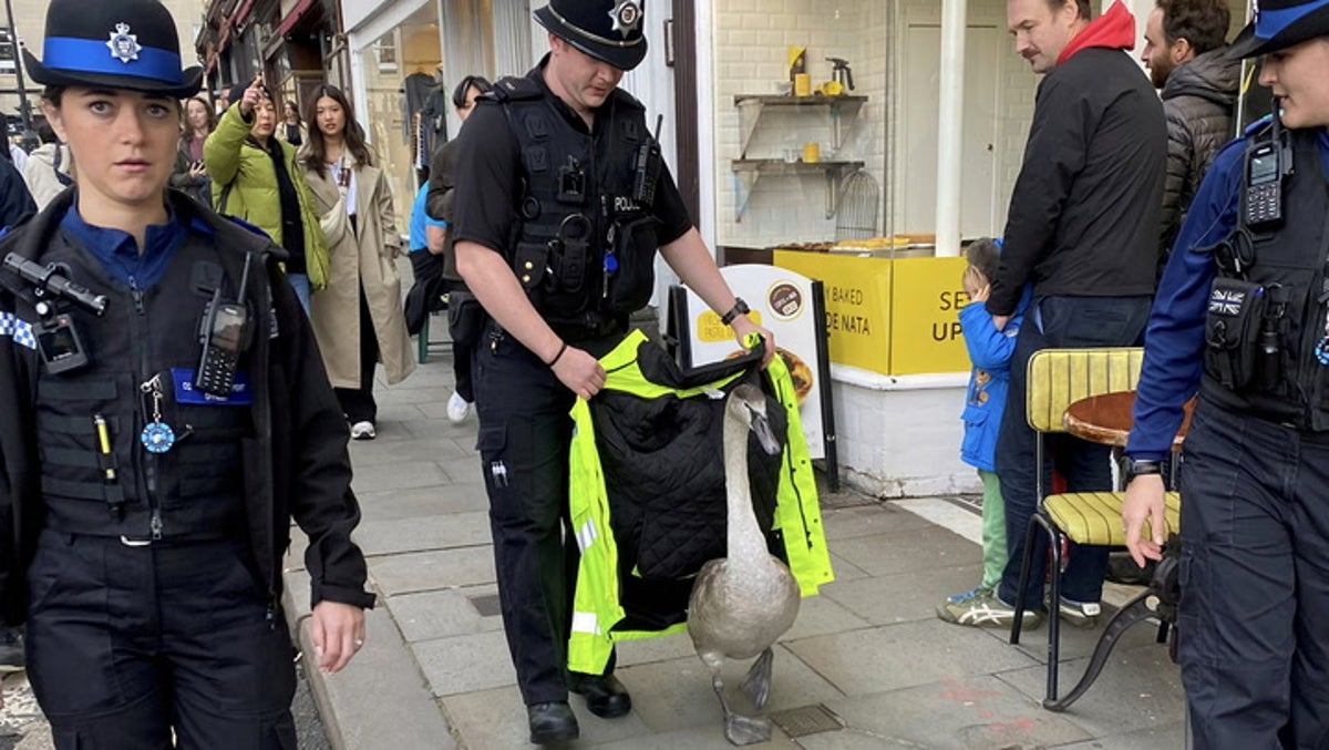 Bath police channel Hot Fuzz as officers escort baby swan from city centre