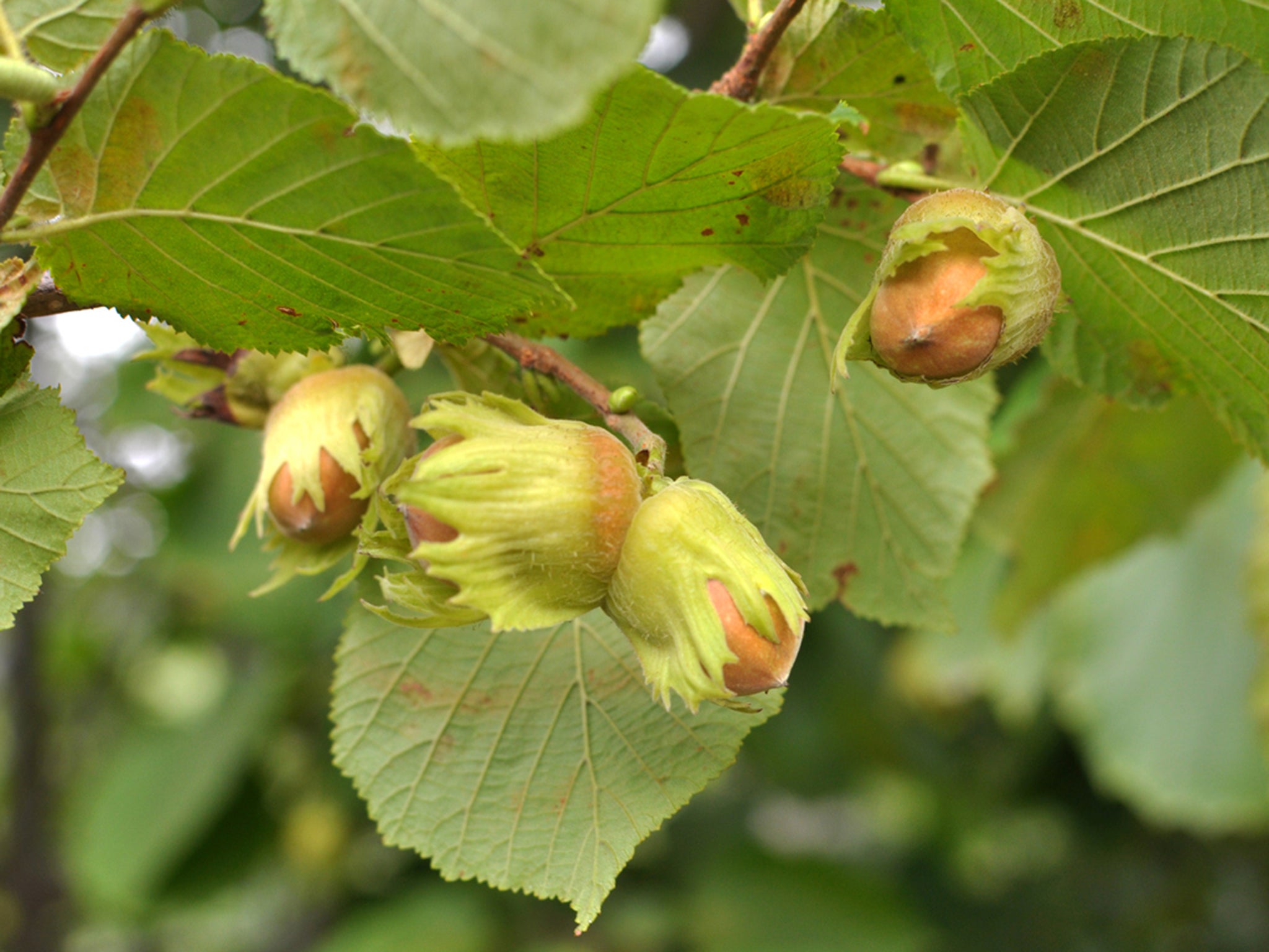 When the leaves of hazelnut trees change colour, look out for the ripe nuts