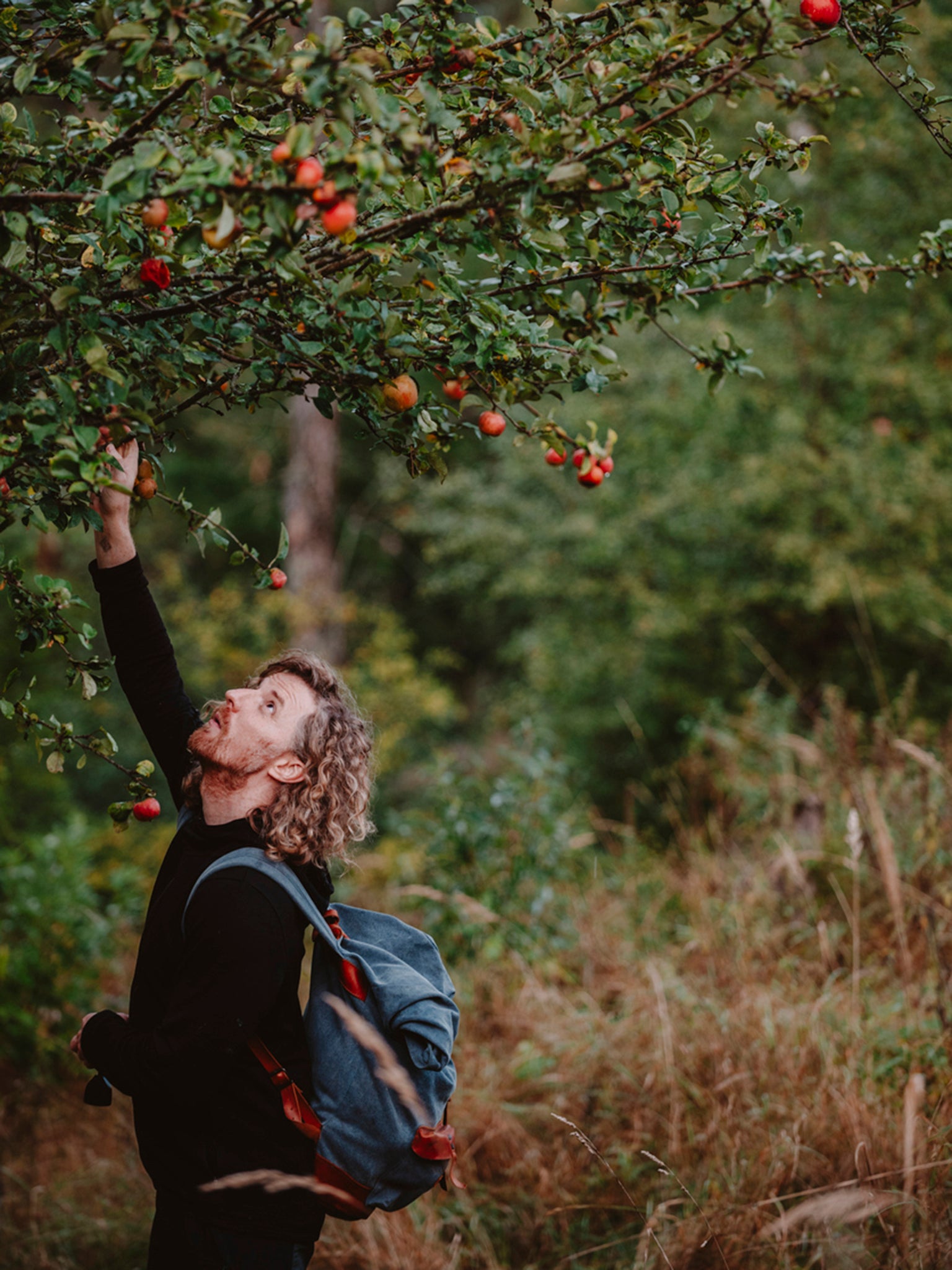 Avoid apples that have already fallen – the local wildlife can have those