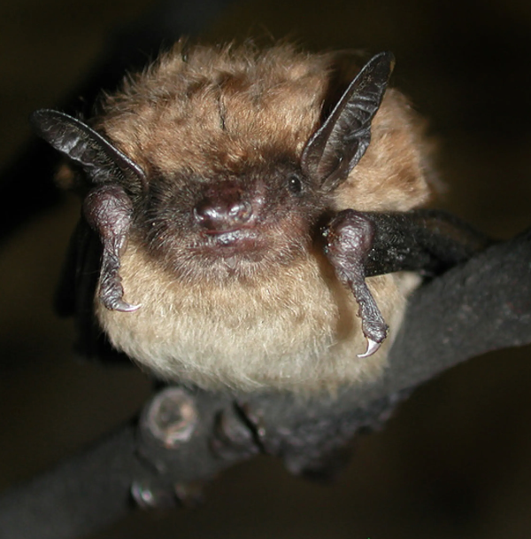 An exterminator found a large colony of Michigan Brown Bat living in the attic