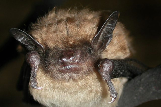 <p>An exterminator found a large colony of Michigan brown bats living in the attic</p>