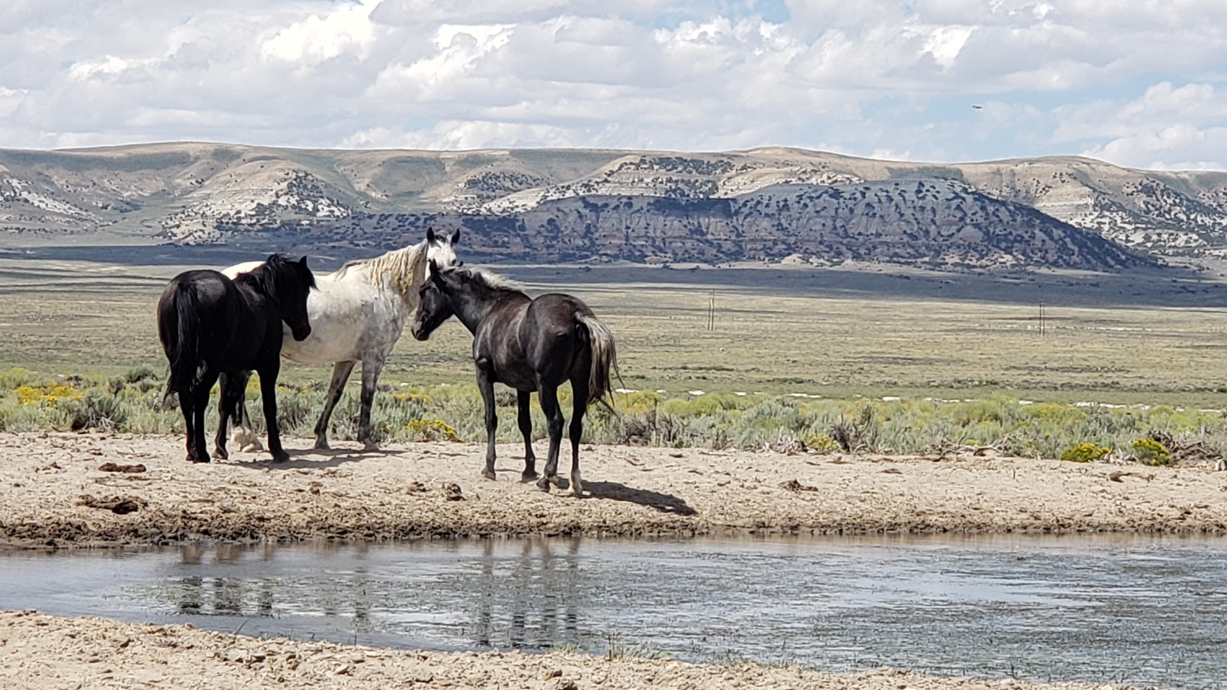 Wild horses in the Red Desert, Wyoming