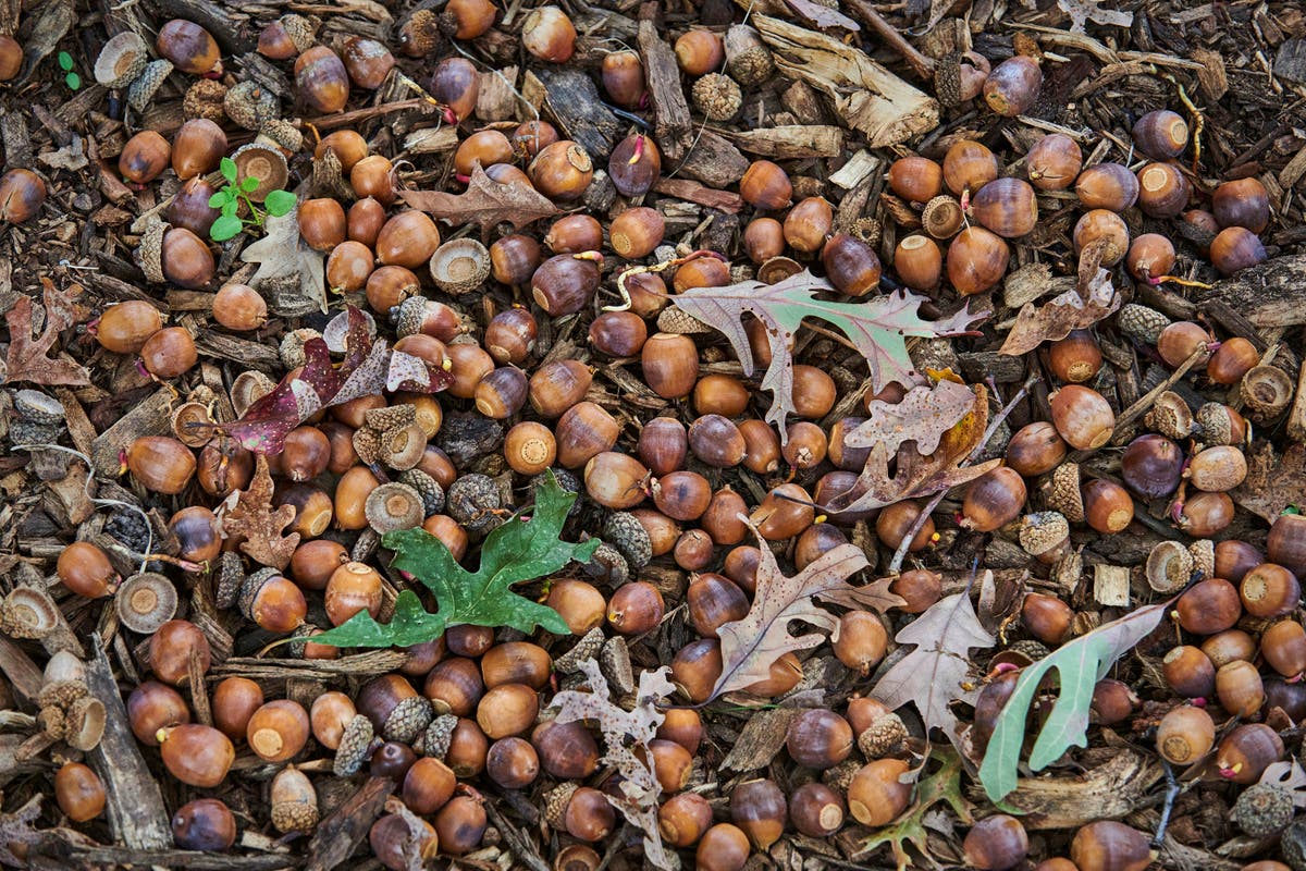 If it seems like there are a lot of acorns this fall, you might be seeing a `mast' year