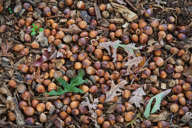 Gardening-Lots of Nuts