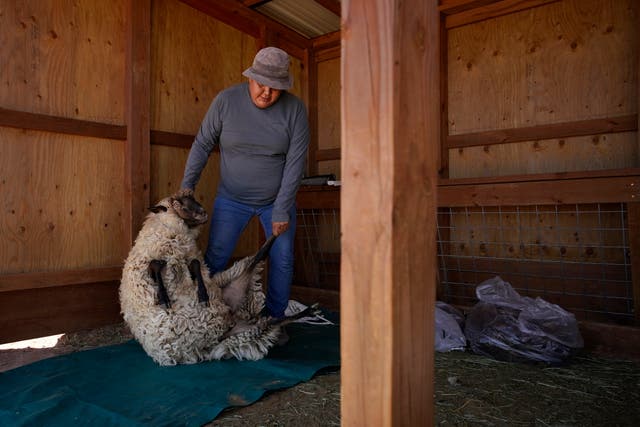 APTOPIX Climate Navajo Sheep Tradition
