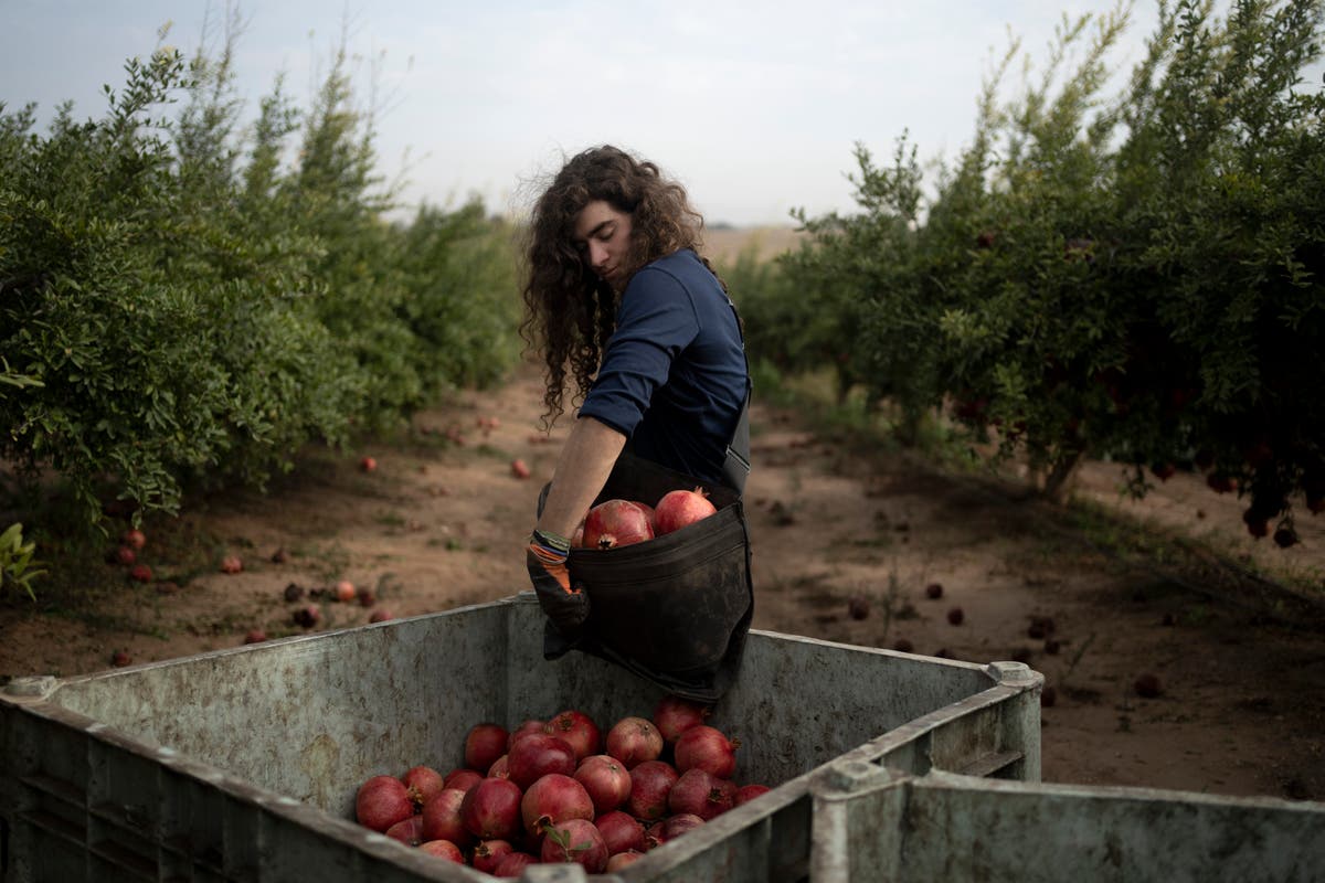 War plunged Israel’s agricultural heartlands into crisis, raising fears for its farming future
