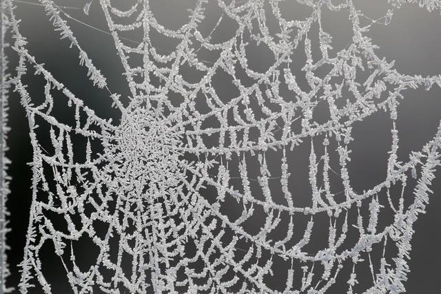 A spider’s web (Andrew Milligan/PA)