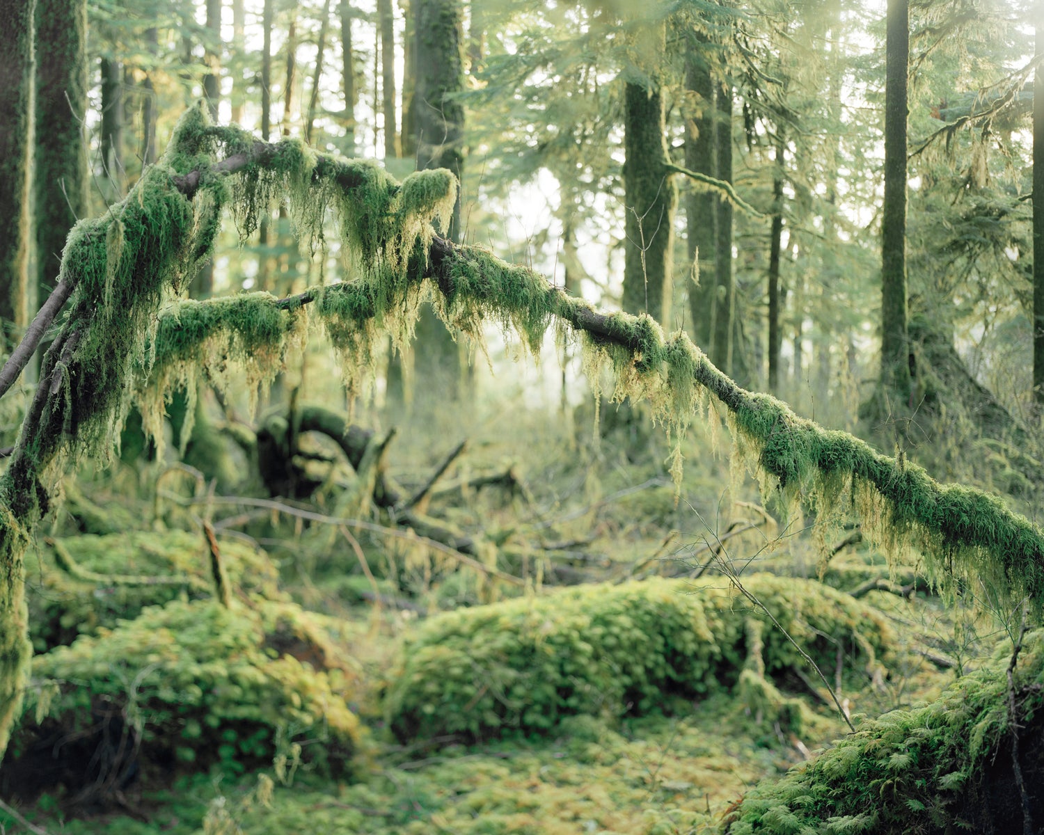 Hoh Rainforest in Washington state, US