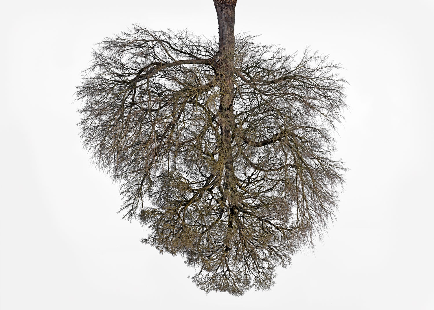warmtree, This one is just a different angle to Treestreet …