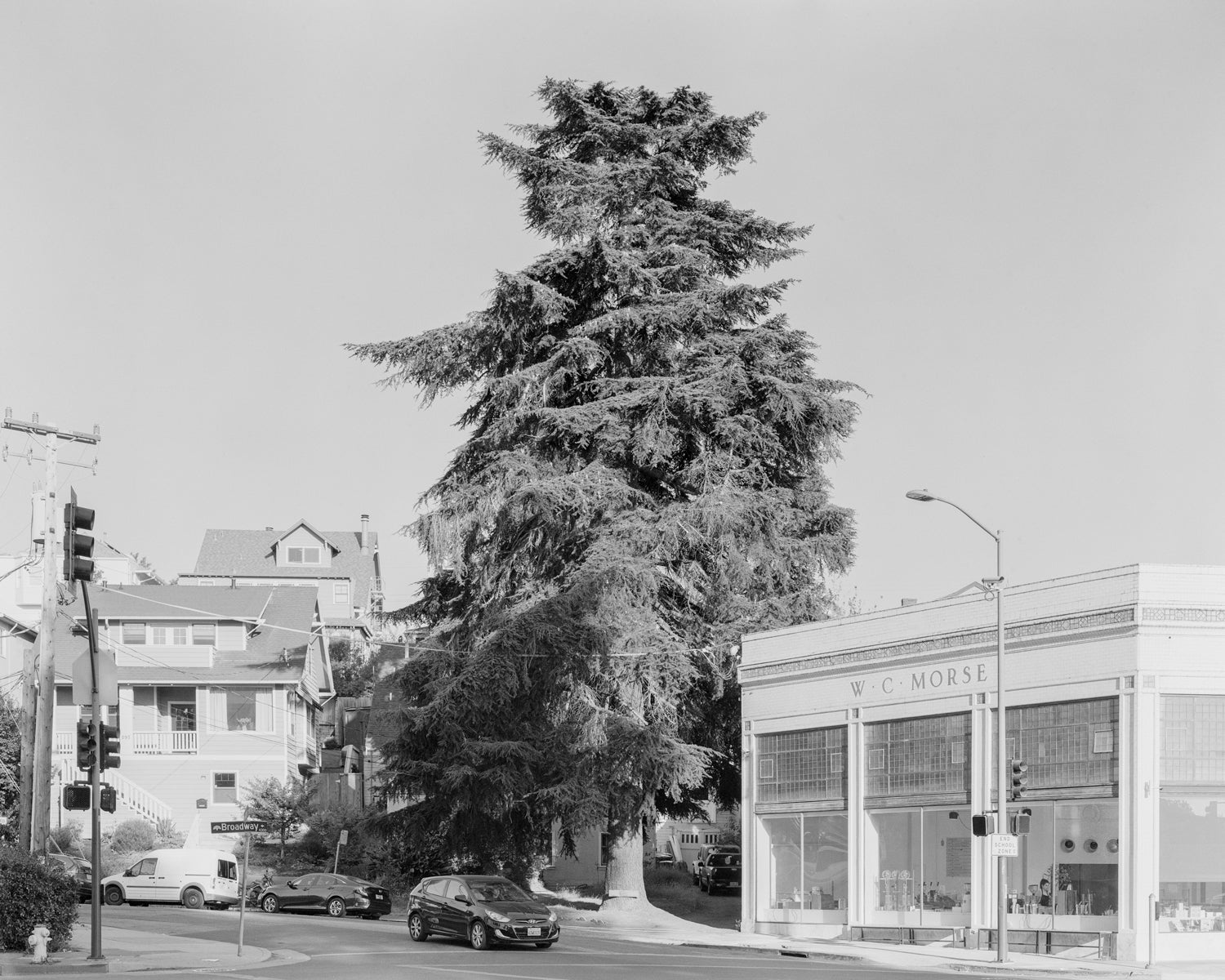 A tree in Oakland, Mather Street at Broadway, California