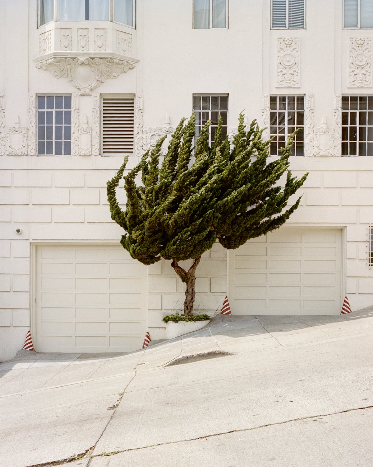 Juniperus chinensis (Hollywood juniper) in California