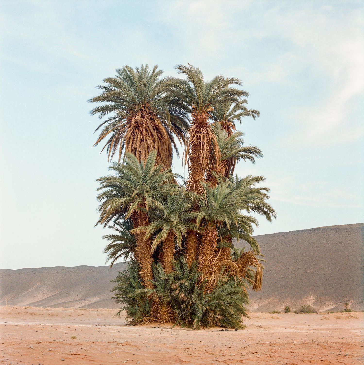 A cluster of palm trees at Morocco’s Tanseest Oasis