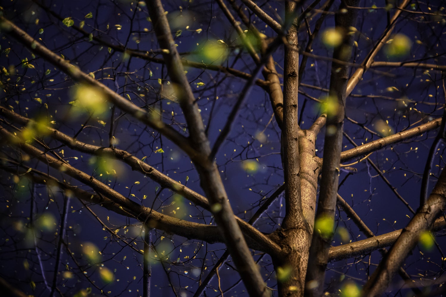 A tree along West 93rd Street in New York City