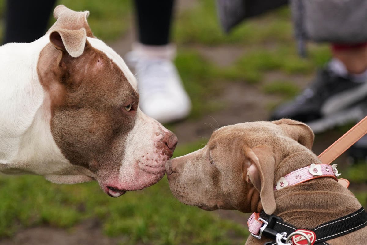 What does the XL bully ban mean for owners of the controversial breed?