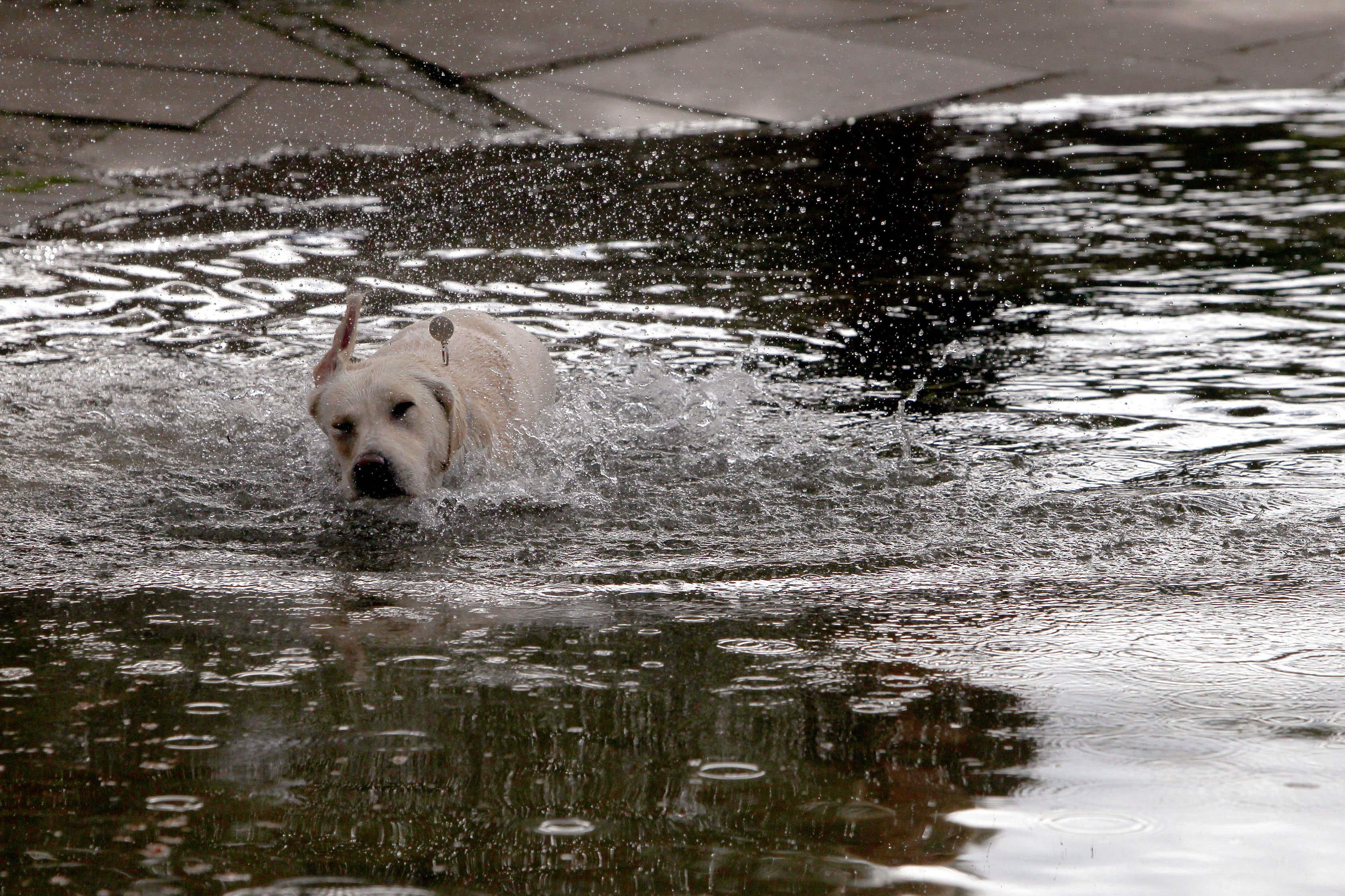 Dogs swimming in rivers has been identified as a route for chemicals to enter water ecosystems (Steve Parsons/PA)