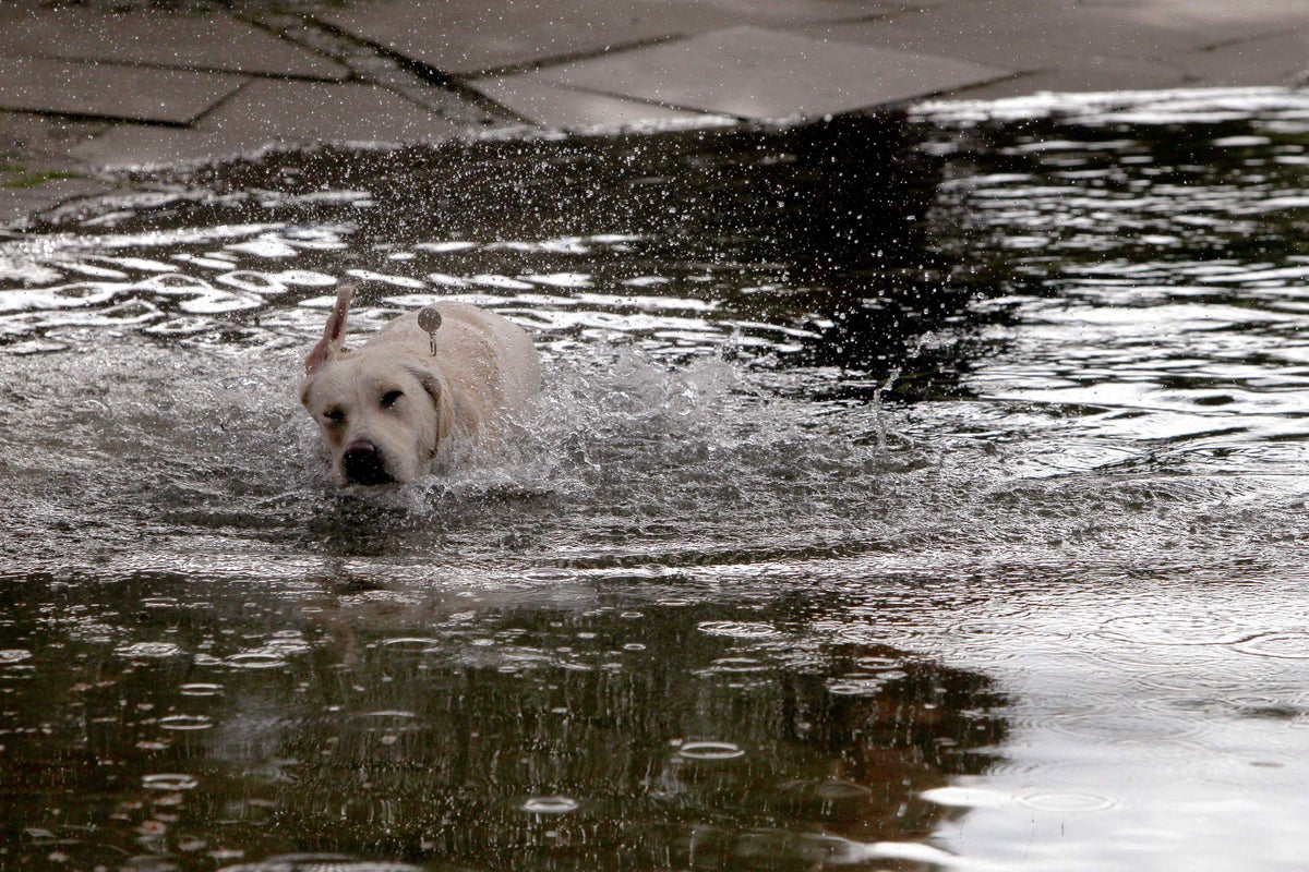Pet medicine chemicals banned in agriculture found in English rivers
