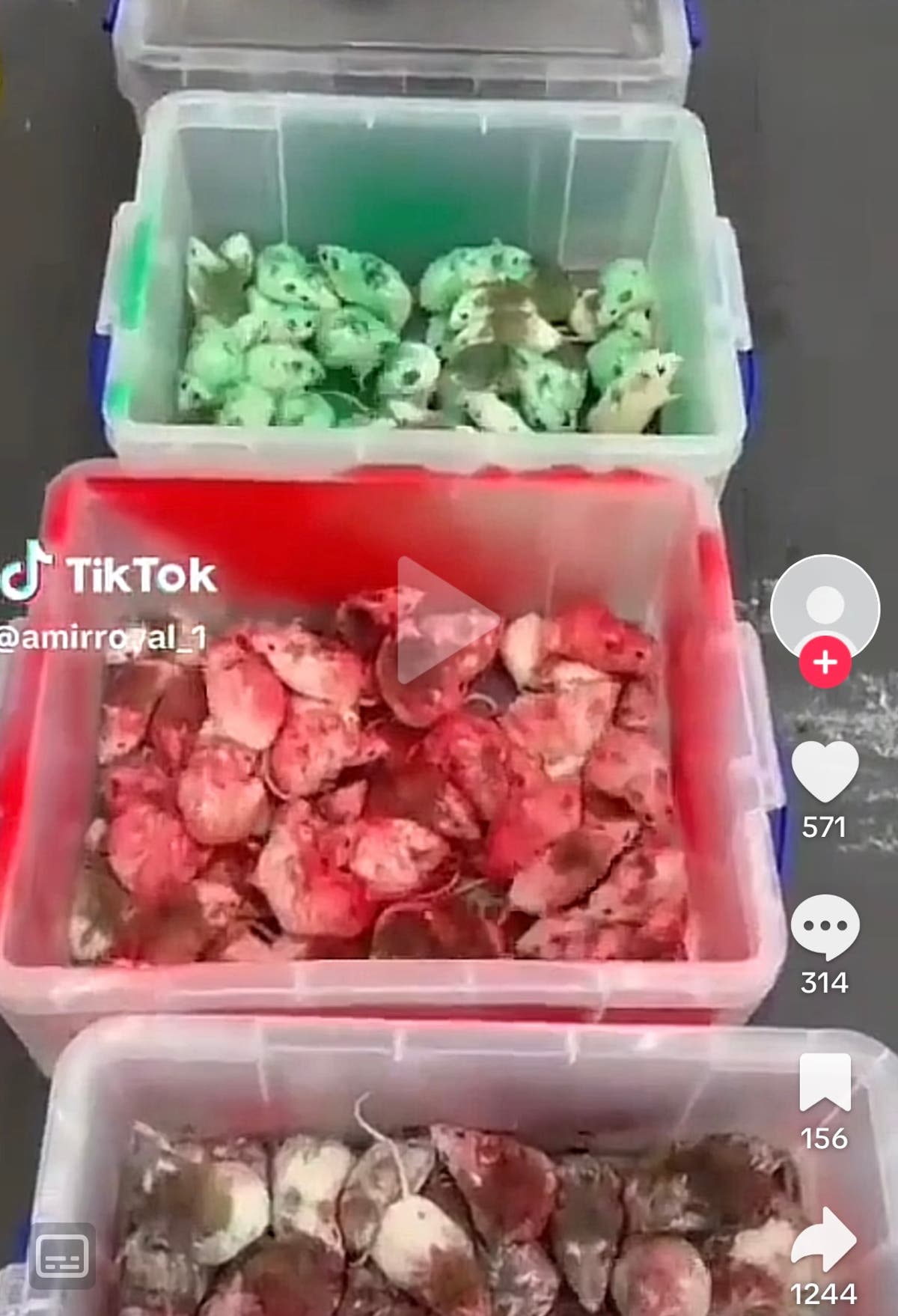 Investigation launched as pro-Palestine activist throws mice at customers in McDonalds