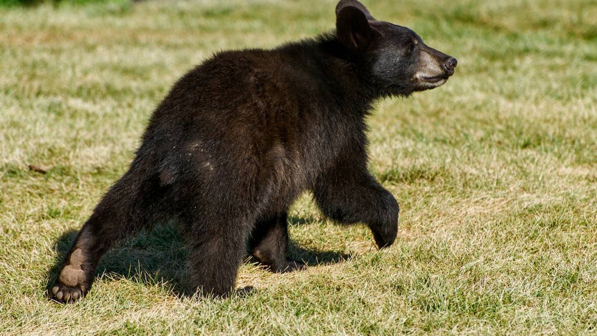 National park partly closes after visitors try to hold bear cub