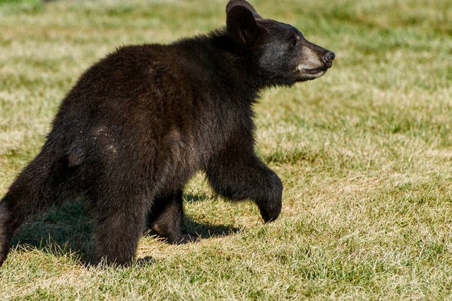 <p>Black bears spend most of their waking hours trying to forage for hibernation in the fall </p>