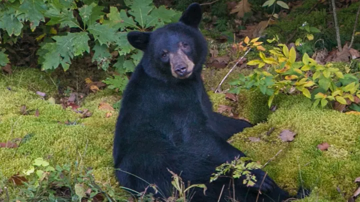 A black bear spotted along the Blue Ridge Parkway near Craggy Mountain in 2015