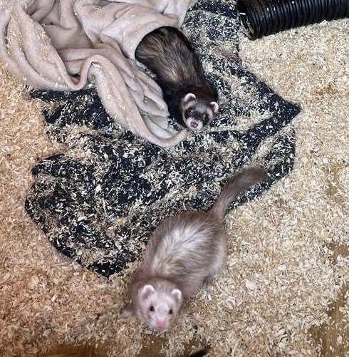 The two ferrets were all that was taken from the family’s shed