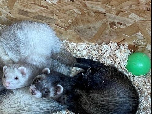 The two ferrets were stolen from the family’s shed in Hurst Green, Surrey