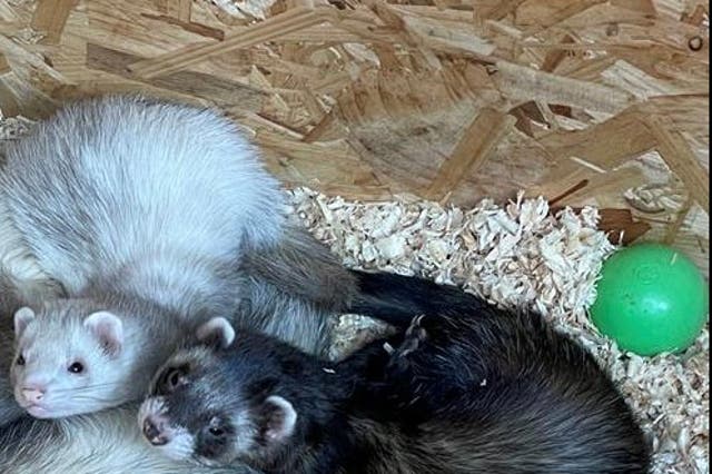 <p>The two ferrets were stolen from the family’s shed in Hurst Green, Surrey </p>