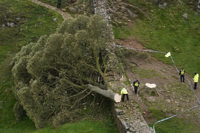 Police officers look at the felled tree at Sycamore Gap, next to Hadrian’s Wall, in Northumberland (Owen Humphreys/PA)