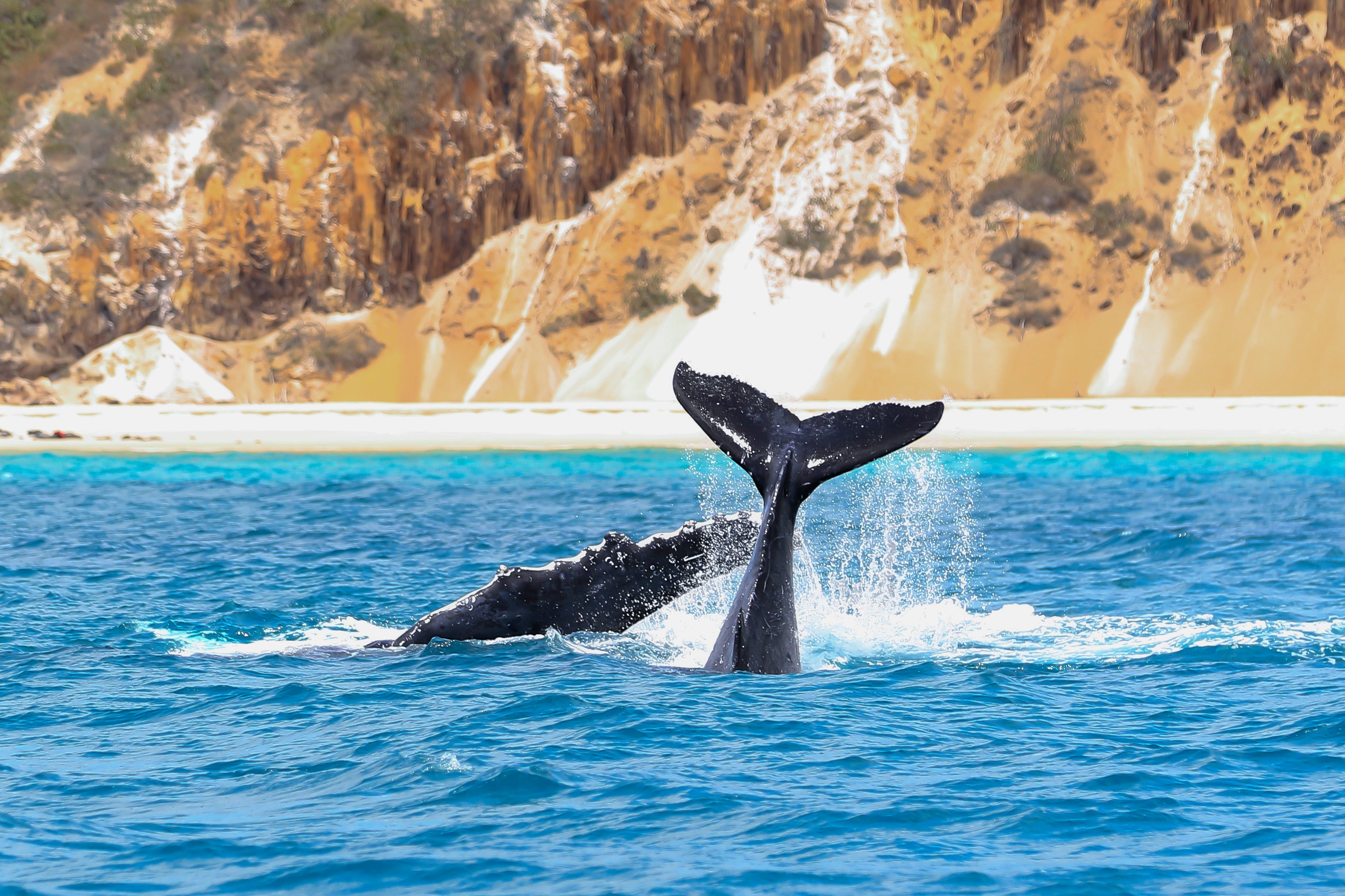 Prepare to experience some unforgettable sights on your Queensland visit, like this mum and calf playing off the coast of K'gari