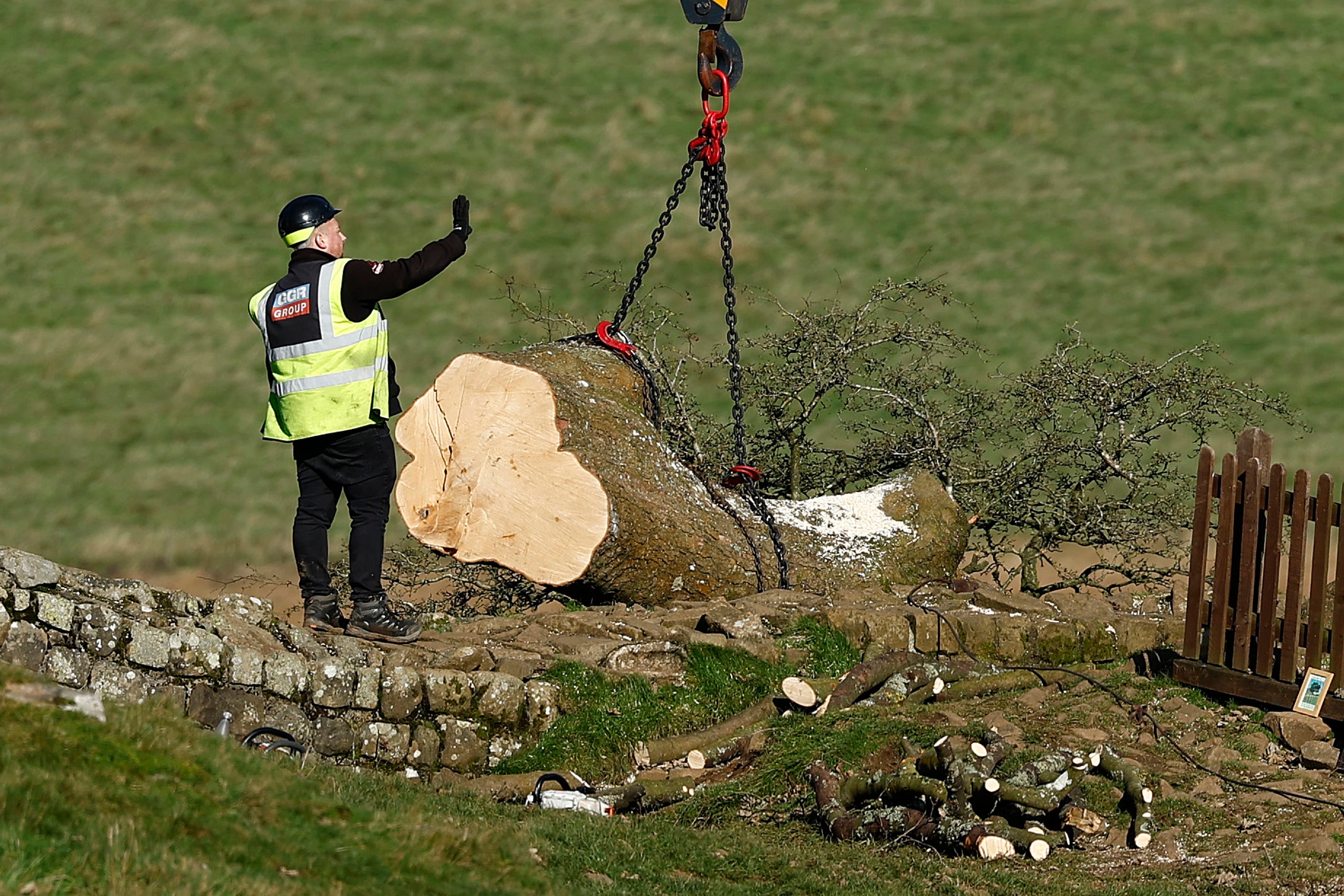 National Trust removing the trunk of the iconic tree