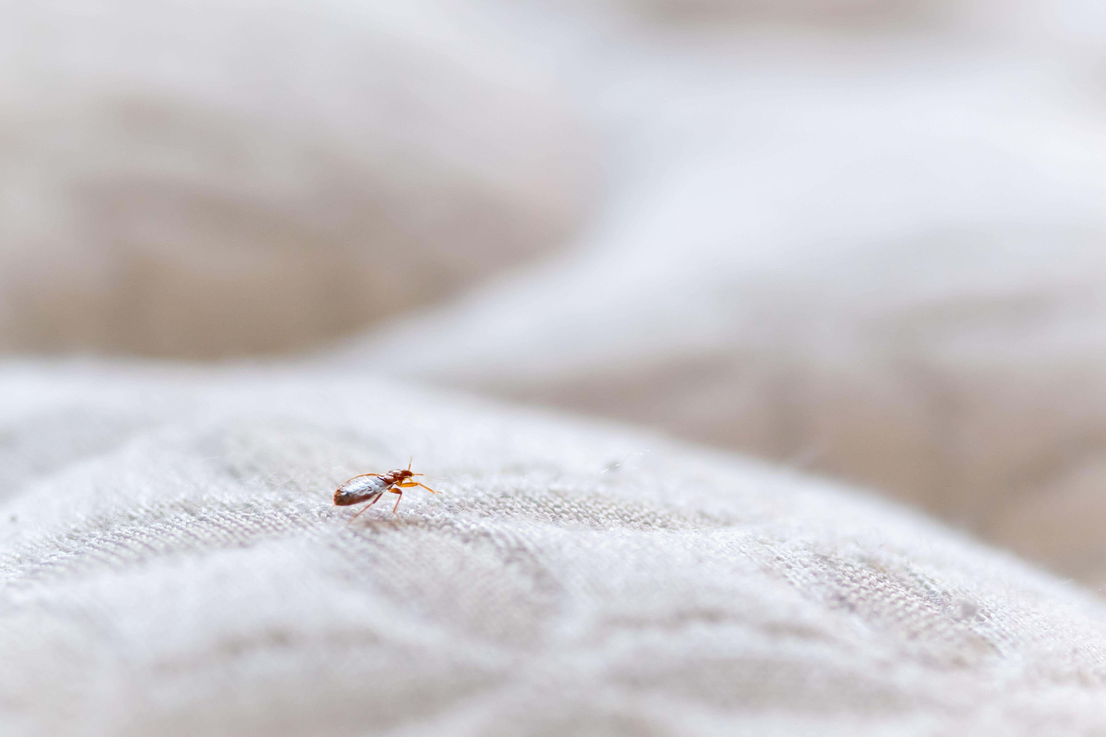 A library in west London has temporarily closed after bedbugs were found (File image/Alamy/PA)