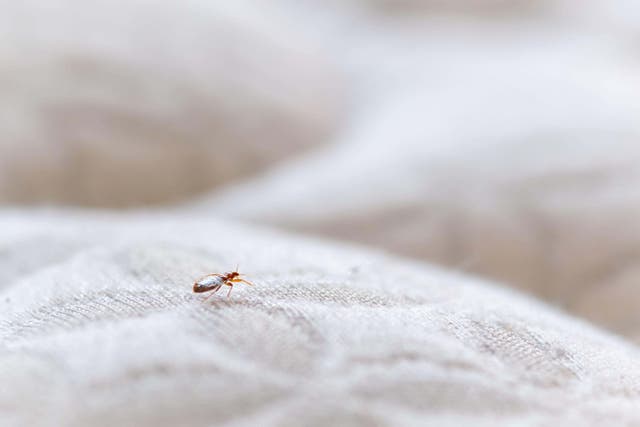 A library in west London has temporarily closed after bedbugs were found (File image/Alamy/PA)