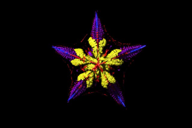 Micro-CT scan of sea star (University of Southampton/PA)