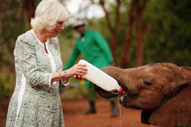 Camilla feeds milk to a baby elephant during a visit to Sheldrick Wildlife Trust Elephant Orphanage (Victoria Jones/PA)