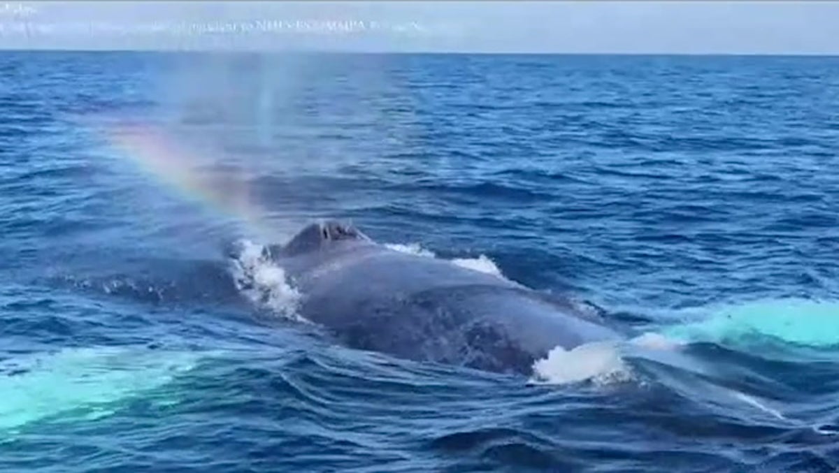 Curious humpback whale circles boat off New York coast: ‘It’s looking right at us’