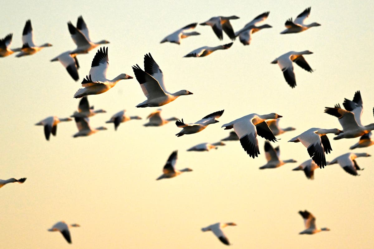 Защо десетки птици се преименуват в цяла Северна Америка
