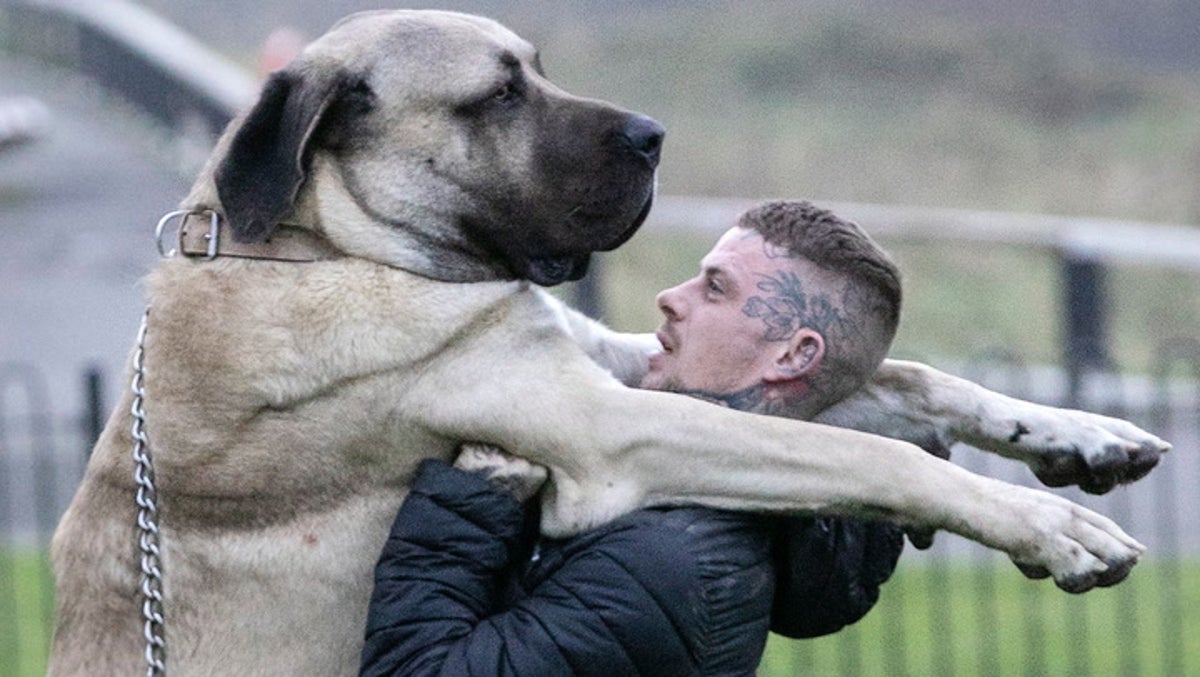 Meet the 18-stone dog thought to be Britain’s biggest pooch