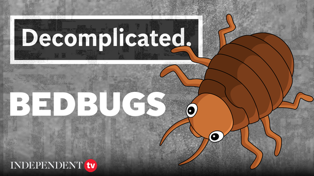 <p>Decomplicated thumbnail about bedbugs explainer </p>