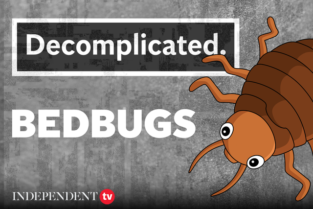 <p>Decomplicated thumbnail about bedbugs explainer </p>