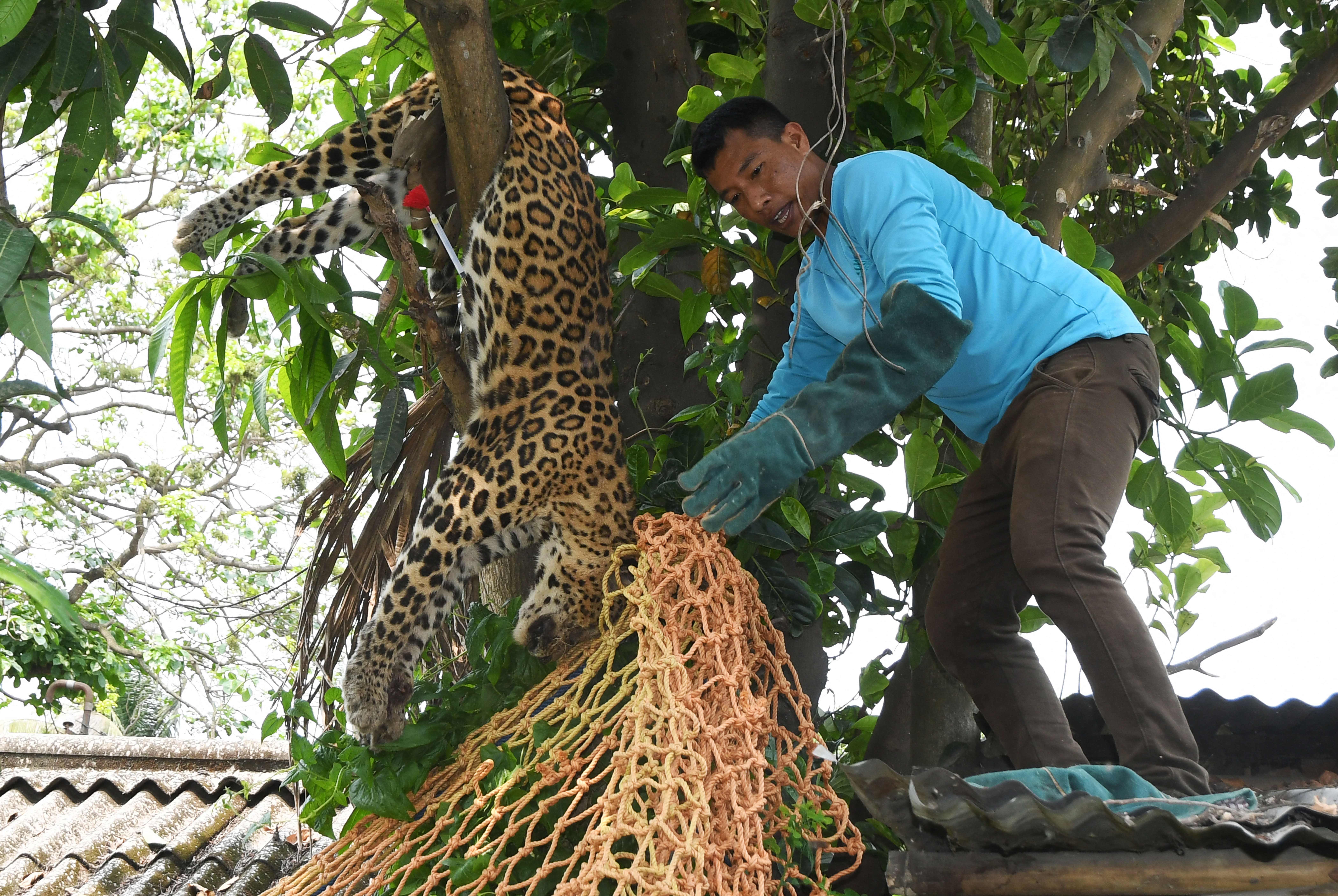 Representational image: The leopard succumbed to its shot when it was taken to a veterinary hospital in Bannerghatta