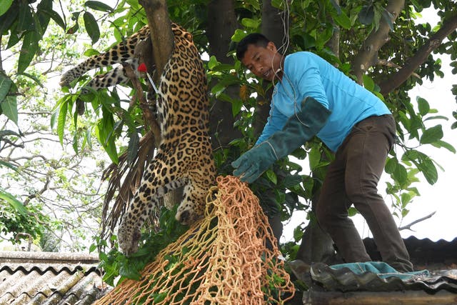<p>Representational image: The leopard succumbed to its shot when it was taken to a veterinary hospital in Bannerghatta </p>