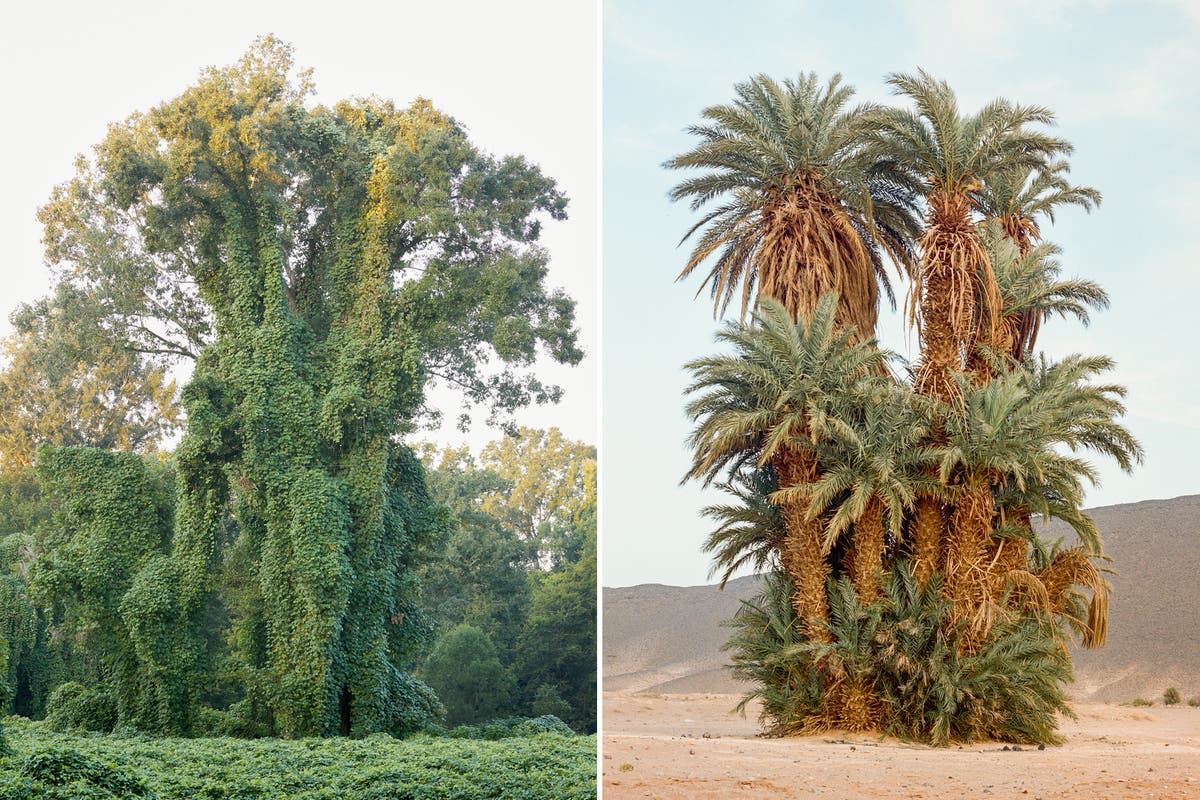 Looking at Trees: This book wants you to think about forestry