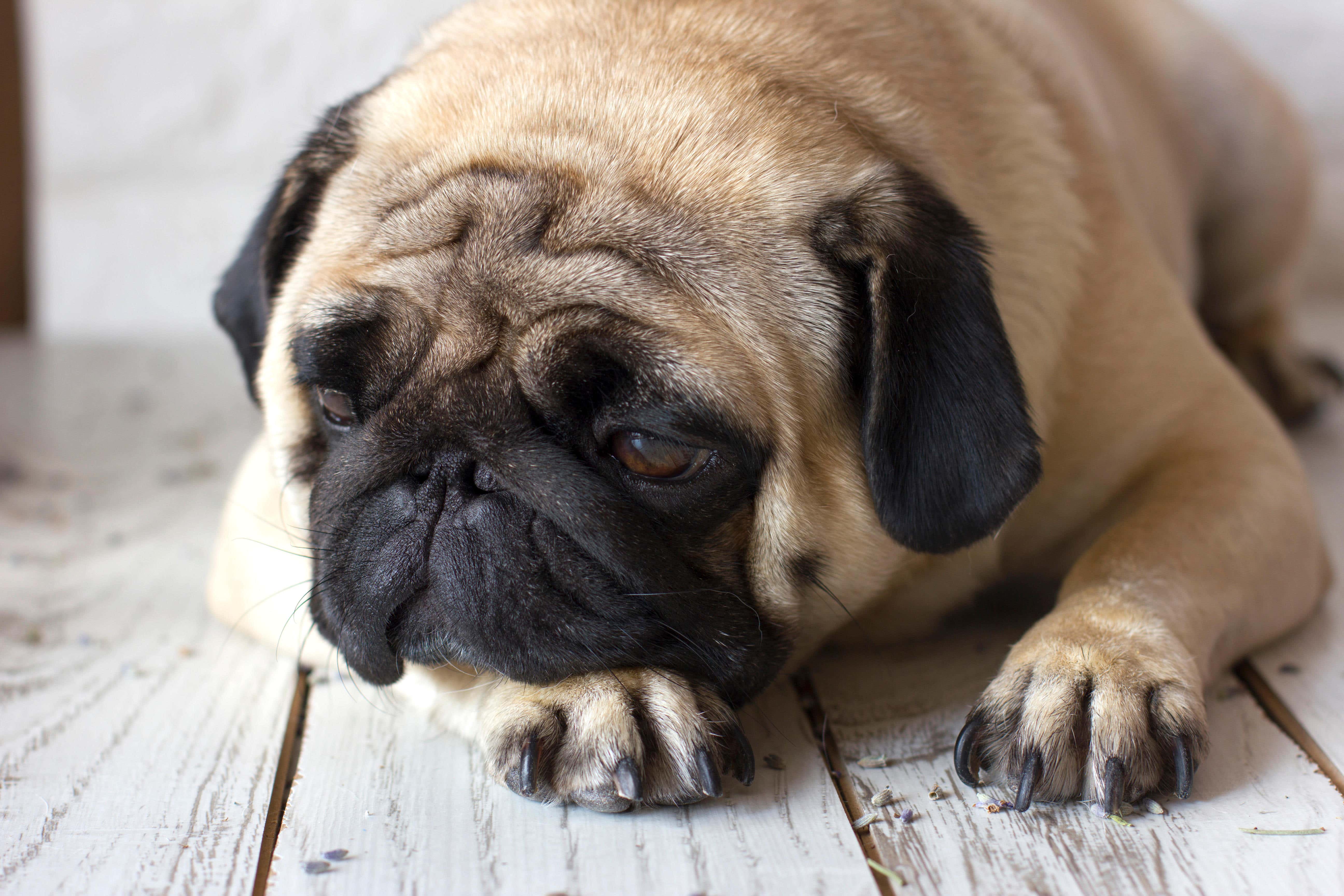 <p>Sad pug dog (Alamy/PA)</p>