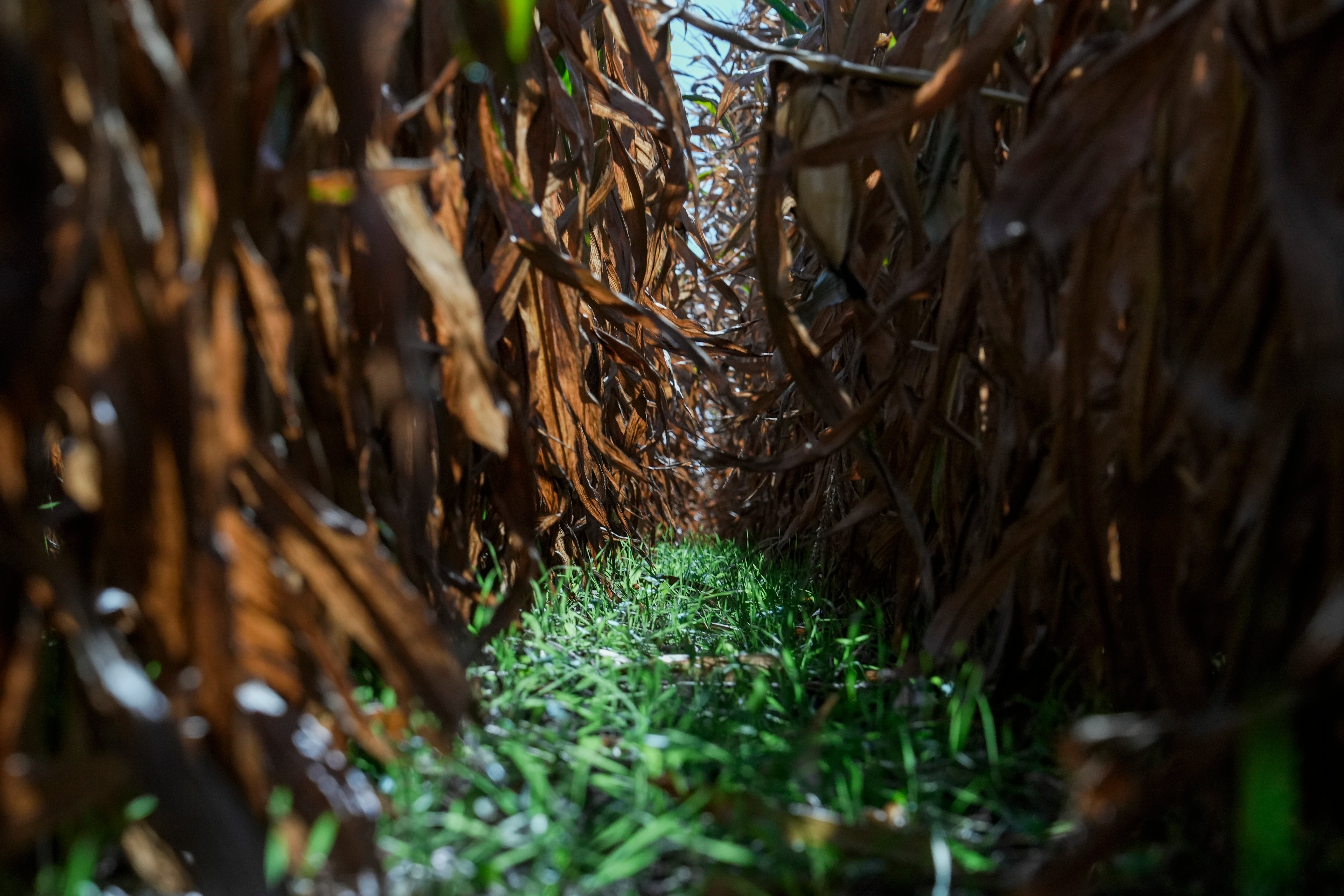 Cover Crops